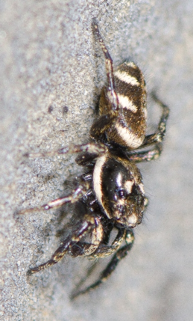 Salticus-scenicus-male-cot