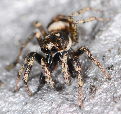 Salticus-scenicus-male-face