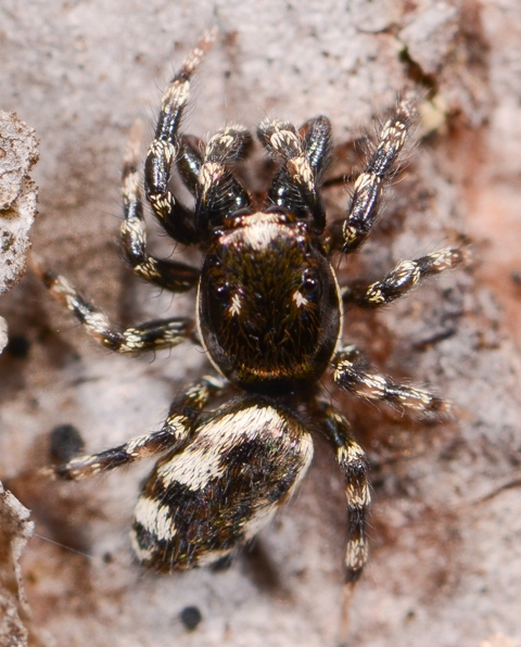 Salticus-zebraneus-male-dos