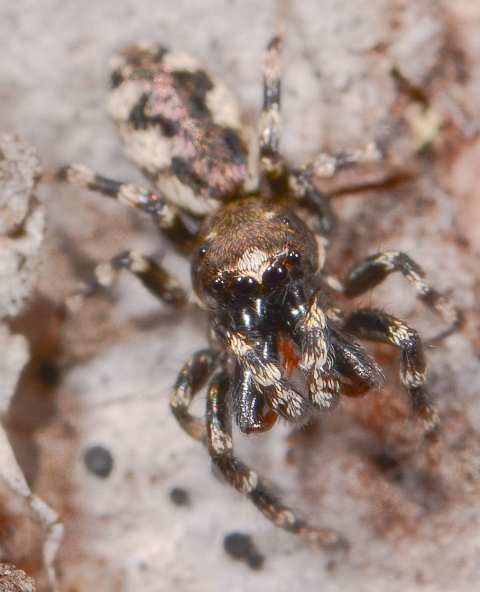 Salticus-zebraneus-male-face