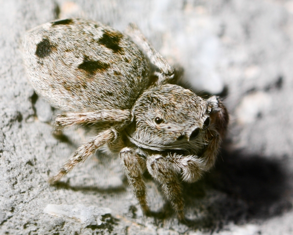 Sitticus-atricapillus-fem-cote