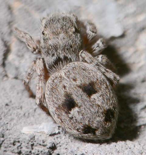 Sitticus-atricapillus-fem-dos