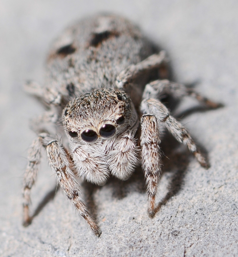 Sitticus-atricapillus-fem-face