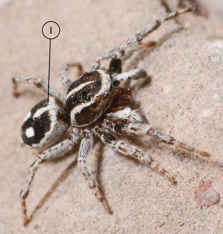 Sitticus-atricapillus-male-bis