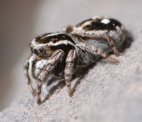 Sitticus-atricapillus-male-cote-2