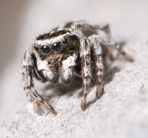 Sitticus-atricapillus-male-face