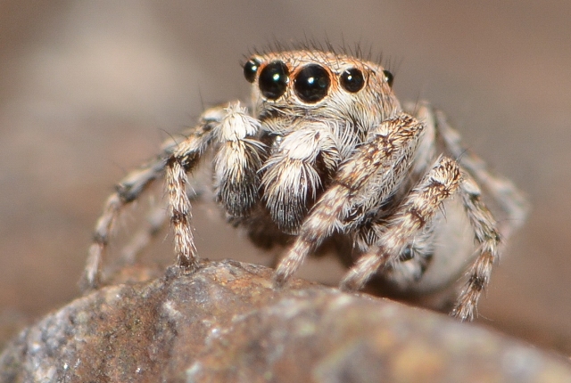 Sitticus-distinguendus-male-face