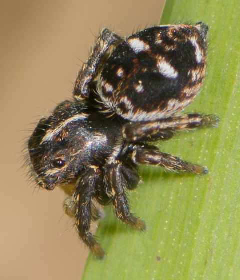 sitticus-floricola-male-cote