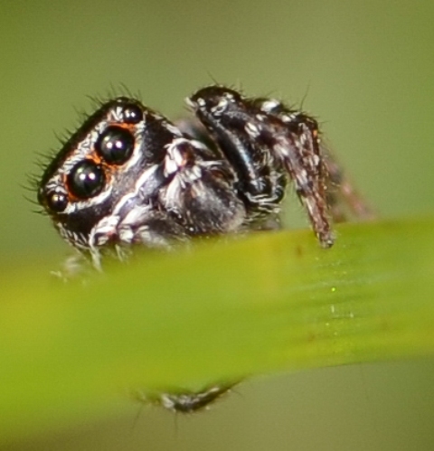sitticus-floricola-male-face
