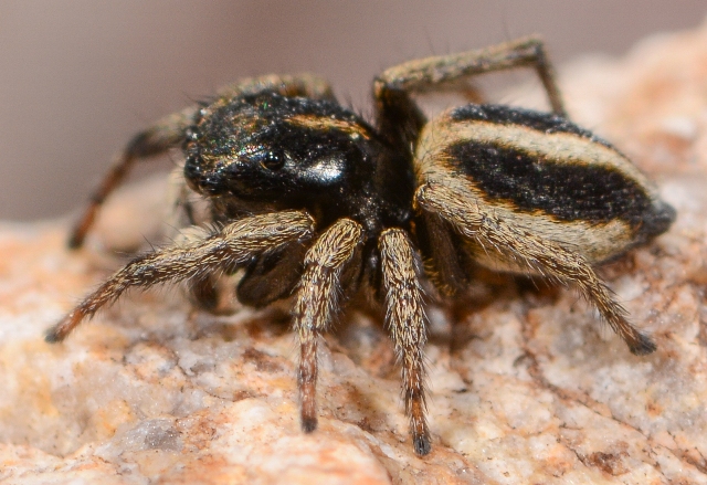 Sitticus-longipes-male-cote