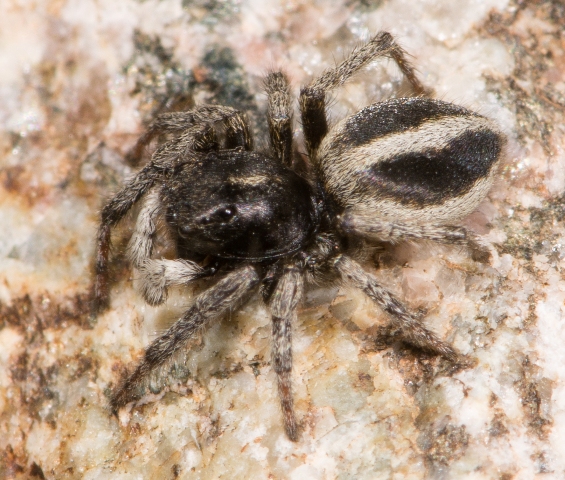 Sitticus-longipes-male-dos