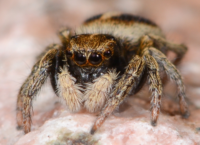 Sitticus-longipes-male-face-2