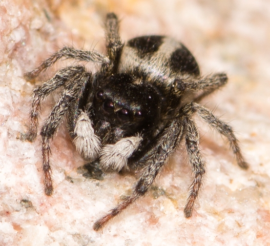 Sitticus-longipes-male-face