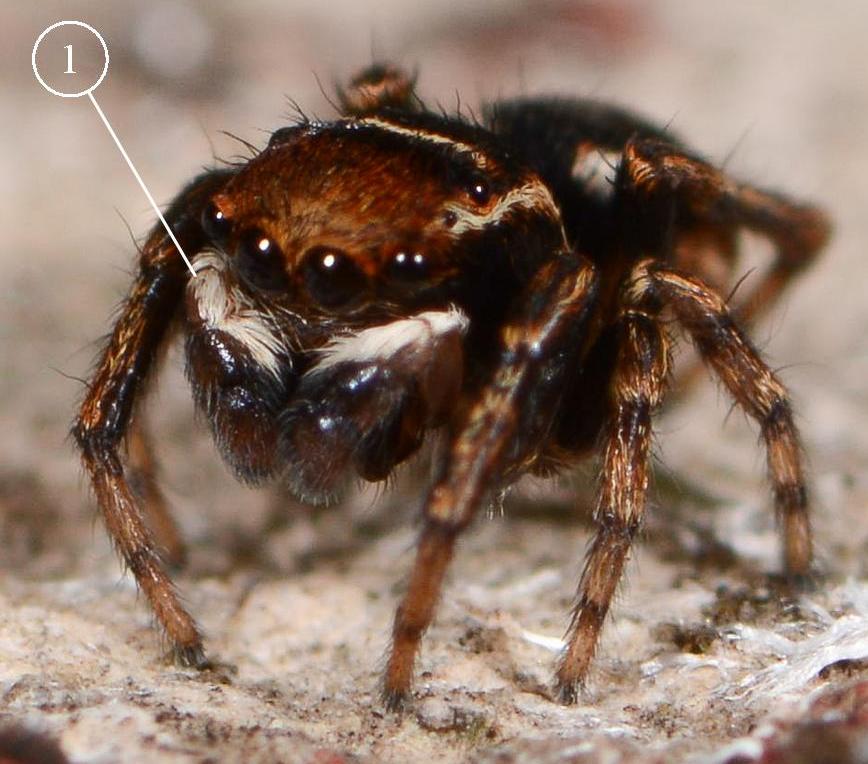 Sitticus-penicillatus-bis-1---Copie-2