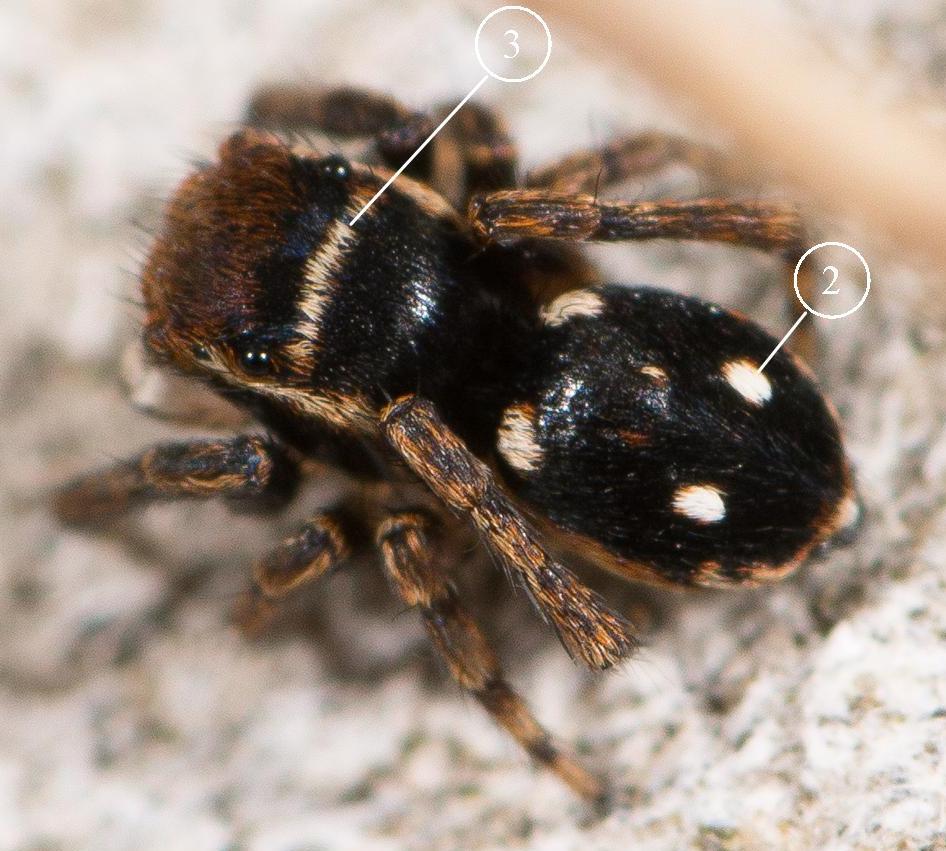 Sitticus-penicillatus-bis-1---Copie