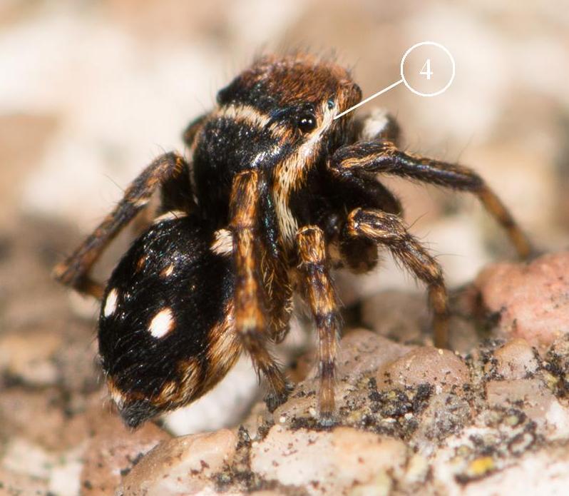 Sitticus-penicillatus-bis-1