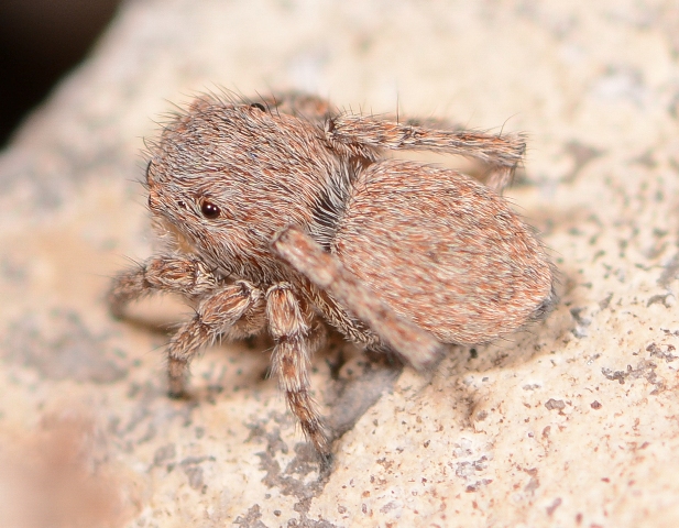 Sitticus-penicillatus-fem-dos