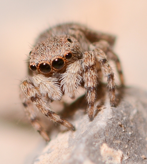 Sitticus-penicillatus-fem-face