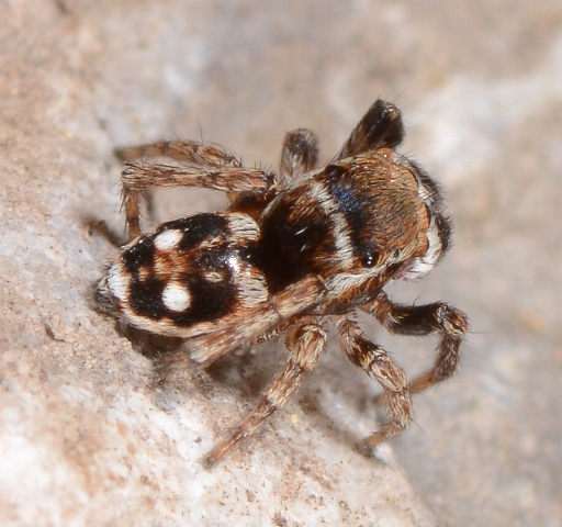 Sitticus-penicillatus-male-variante