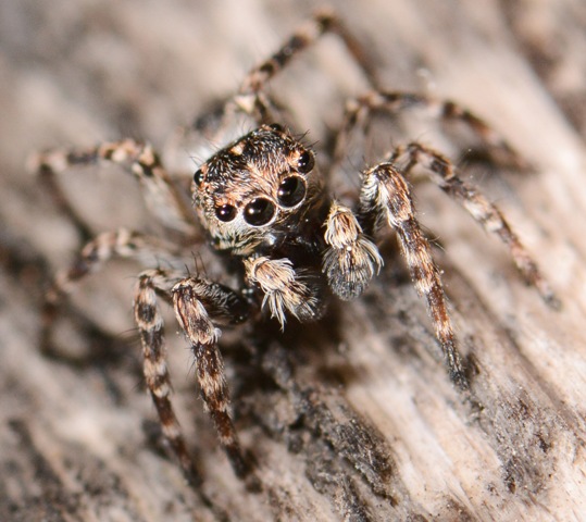 sitticus-pubescens-1
