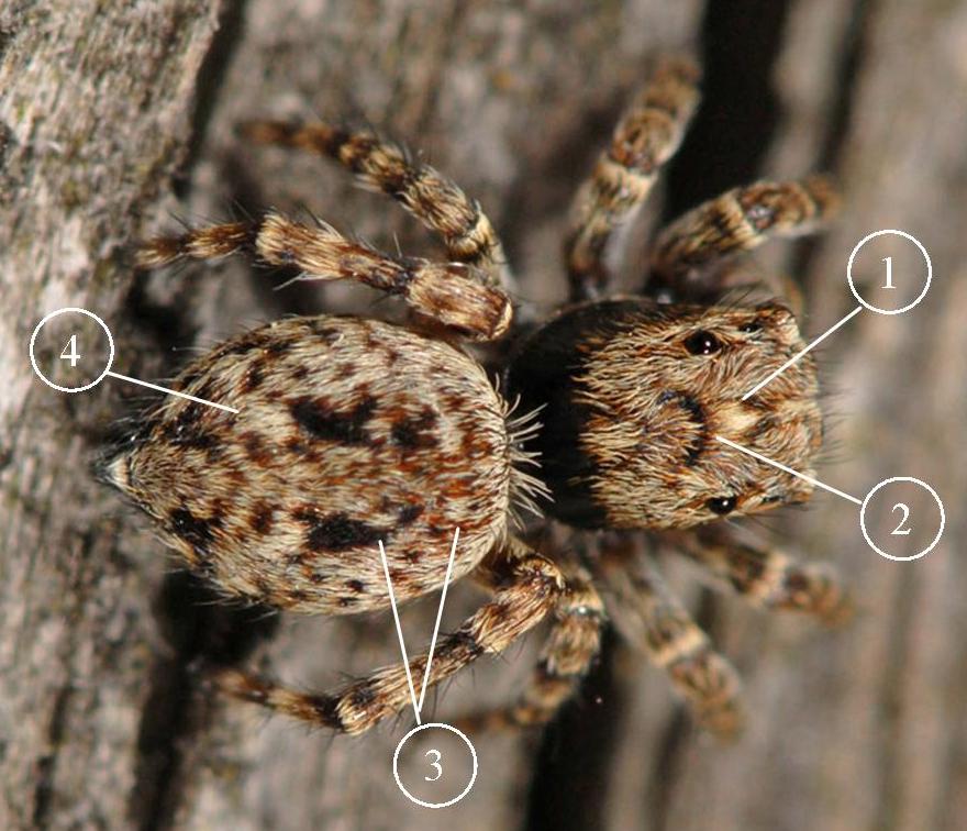 sitticus-pubescens-bis
