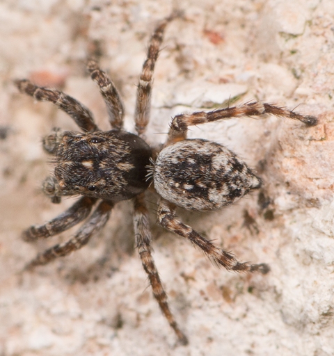 sitticus-pubescens-male-dos