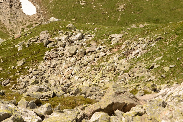 Sitticus-rupicola-biotope
