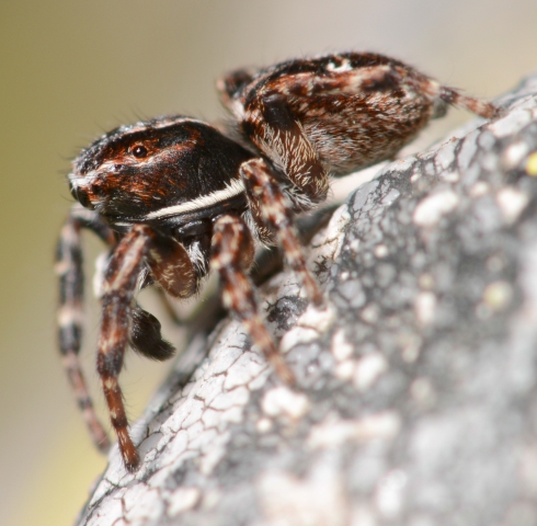 Sitticus-rupicola-male-cote