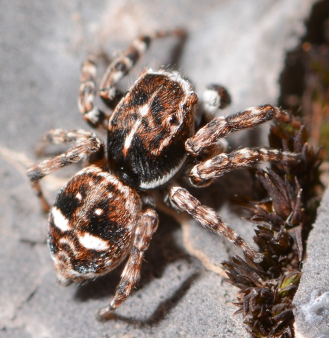 Sitticus-rupicola-male-dos