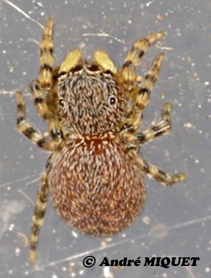 T-inopinata-1