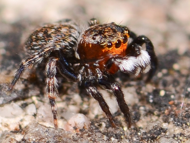 talavera-petrensis-male-face