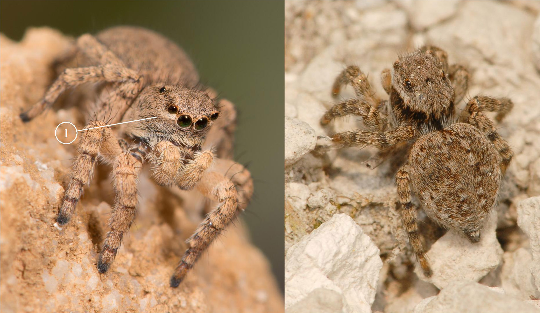 Aelurillus-v-insignitus---femelles