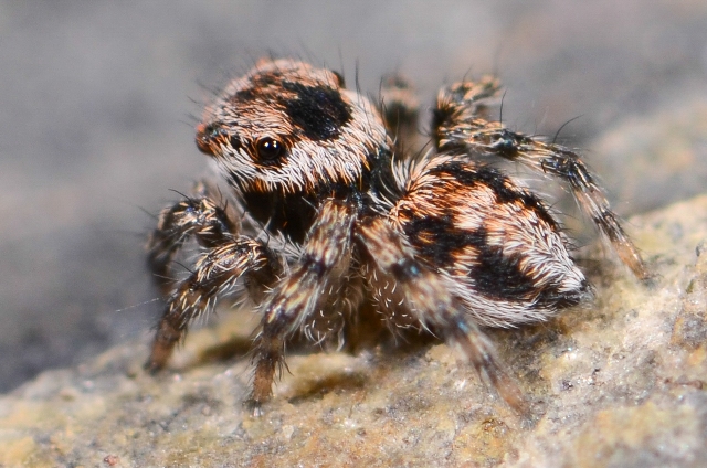 Aelurillus-v-insignitus-juv