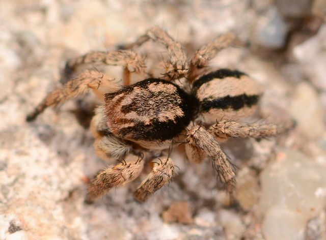 Aelurillus-v-insignitus-mle-port-Vendres