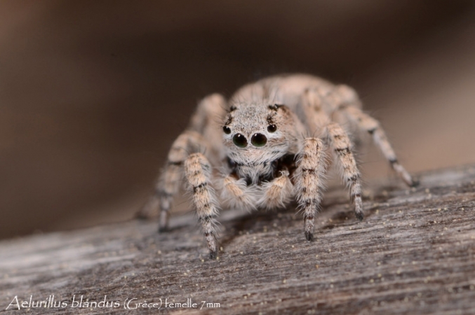 Aelurillus blandus 1