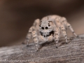 Aelurillus blandus 1