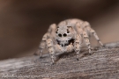 Aelurillus blandus 1