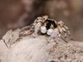 Aelurillus blandus 2