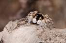 Aelurillus blandus 2