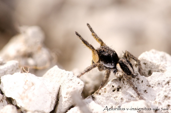 Aelurillus v insignitus 1