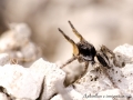 Aelurillus v insignitus 1