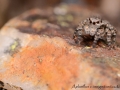 Aelurillus v insignitus 4