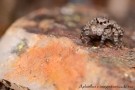 Aelurillus v insignitus 4