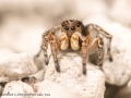 Aelurillus v insignitus 5