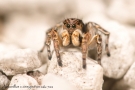 Aelurillus v insignitus 5