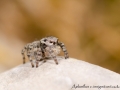 Aelurillus v insignitus 6