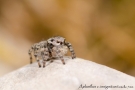 Aelurillus v insignitus 6