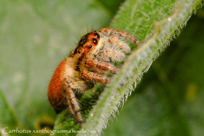 Carrhotus xanthogramma 1