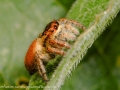 Carrhotus xanthogramma 1