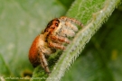 Carrhotus xanthogramma 1